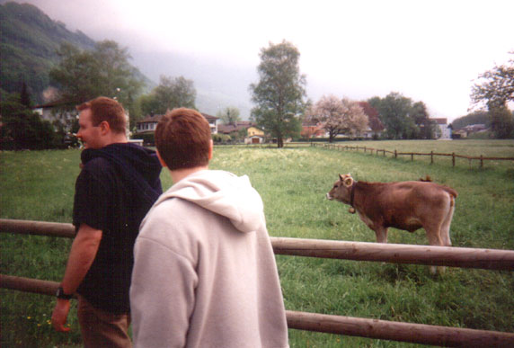 How now brown cow